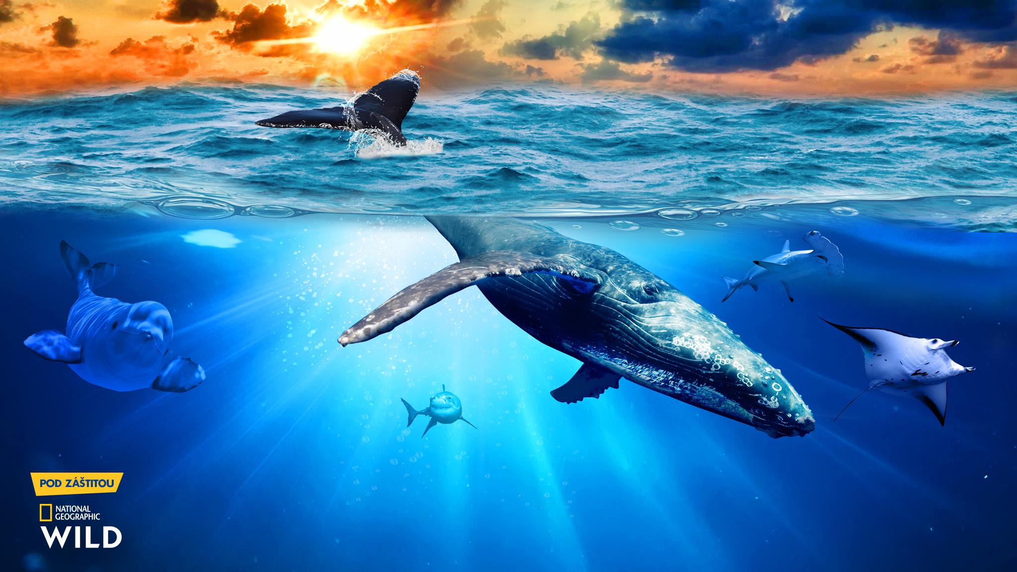 Obri oceánov | SDEŤMI.com