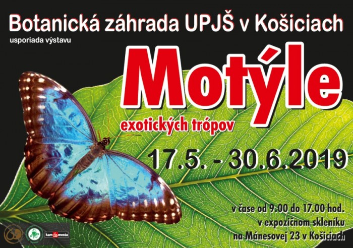 motyle 2019 plagat