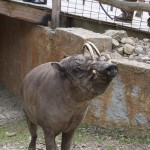 Babirusa