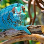 chameleonfoto