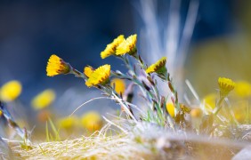 tussilago 4950284 1920