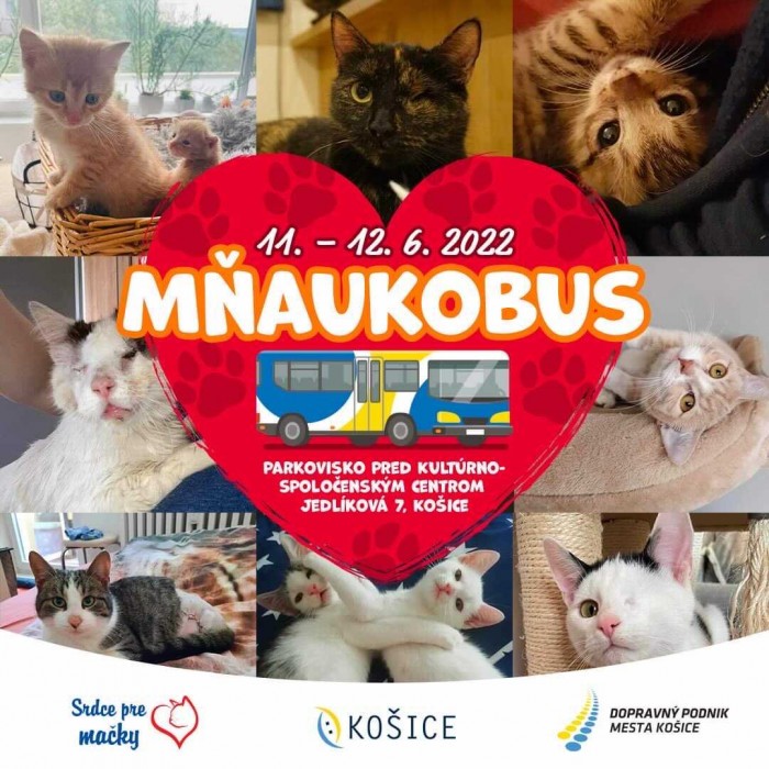 286854236 5465242310174484 855838486475019999 n