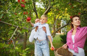 happy young family during picking berries garden outdoors love family lifestyle harvest autumn concept cheerful healthy lovely