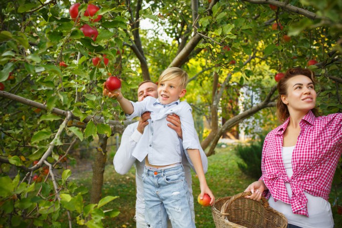 happy young family during picking berries garden outdoors love family lifestyle harvest autumn concept cheerful healthy lovely