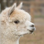 Walk with alpacas
