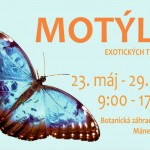 motyle 2025