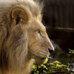 0273dbc9d47007a52289ffd6c86a9ae1 gallery