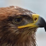 mlady sokoliar 1 e1736342619767 852x440