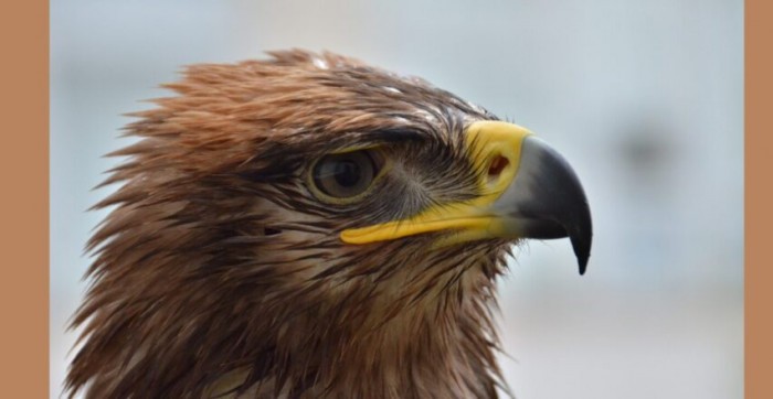 mlady sokoliar 1 e1736342619767 852x440