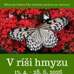 V risi hmyzu web