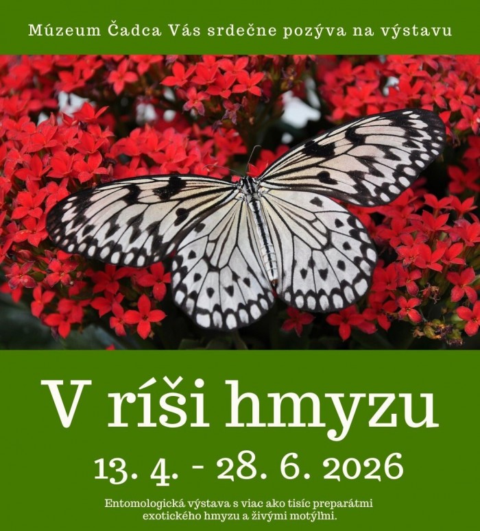 V risi hmyzu web